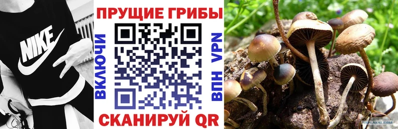 Купить закладки  Шахунья  Галлюциногенные грибы Magic Shrooms 